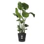 Elho greenville rond zwart met Strelitzia nicolai